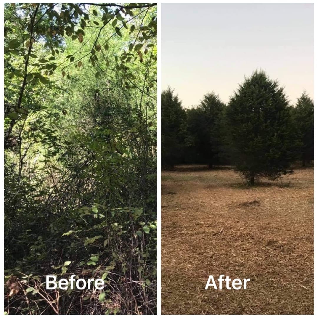 Before and after — dense undergrowth cleared around the evergreens